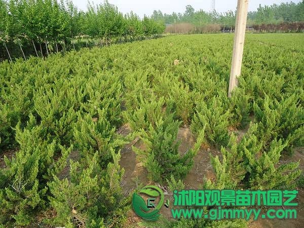 小龙柏苗最新价格